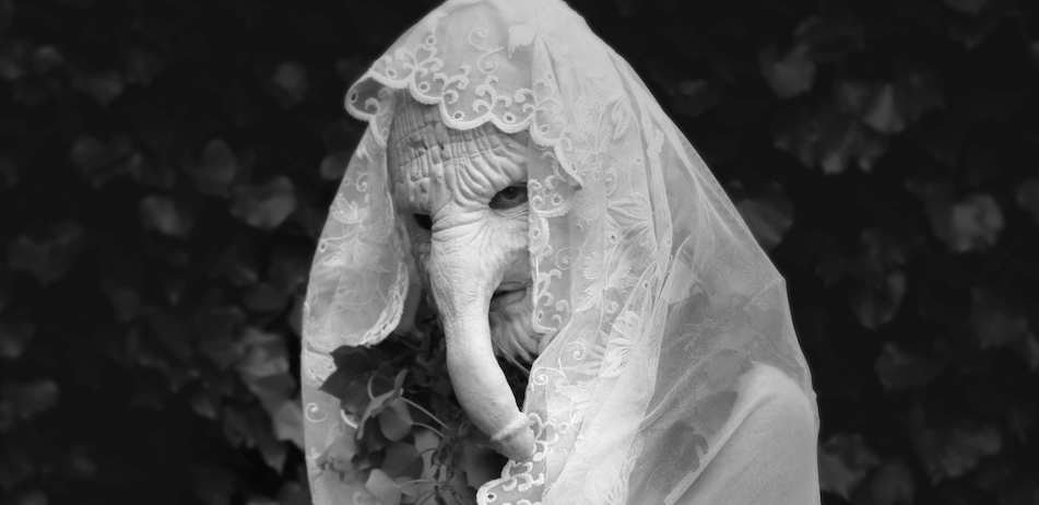 Promotional photograph of Anklepants.