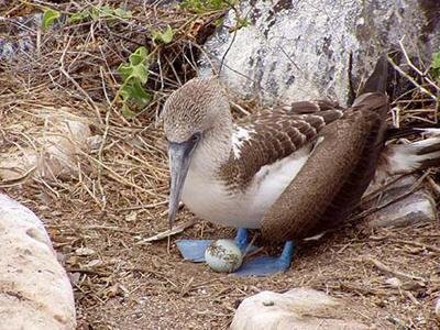 Fotografia promozionale di BEAT CRUSADERS.