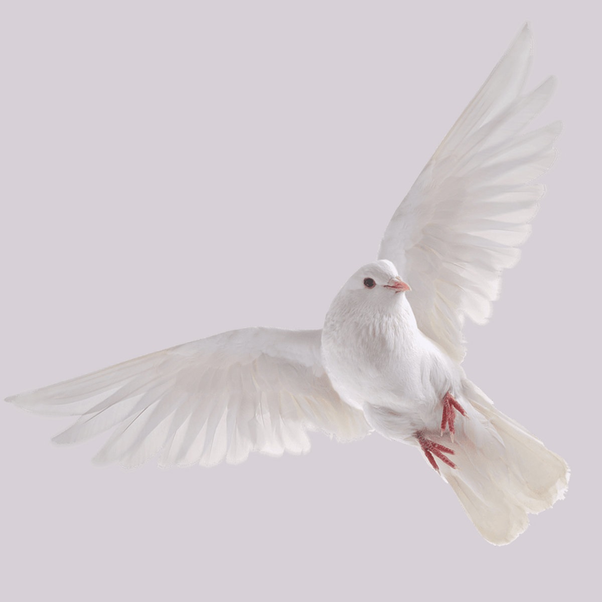 Fotografia promocional de Holly Waxwing.