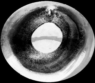 Fotografía promocional de lamprologus