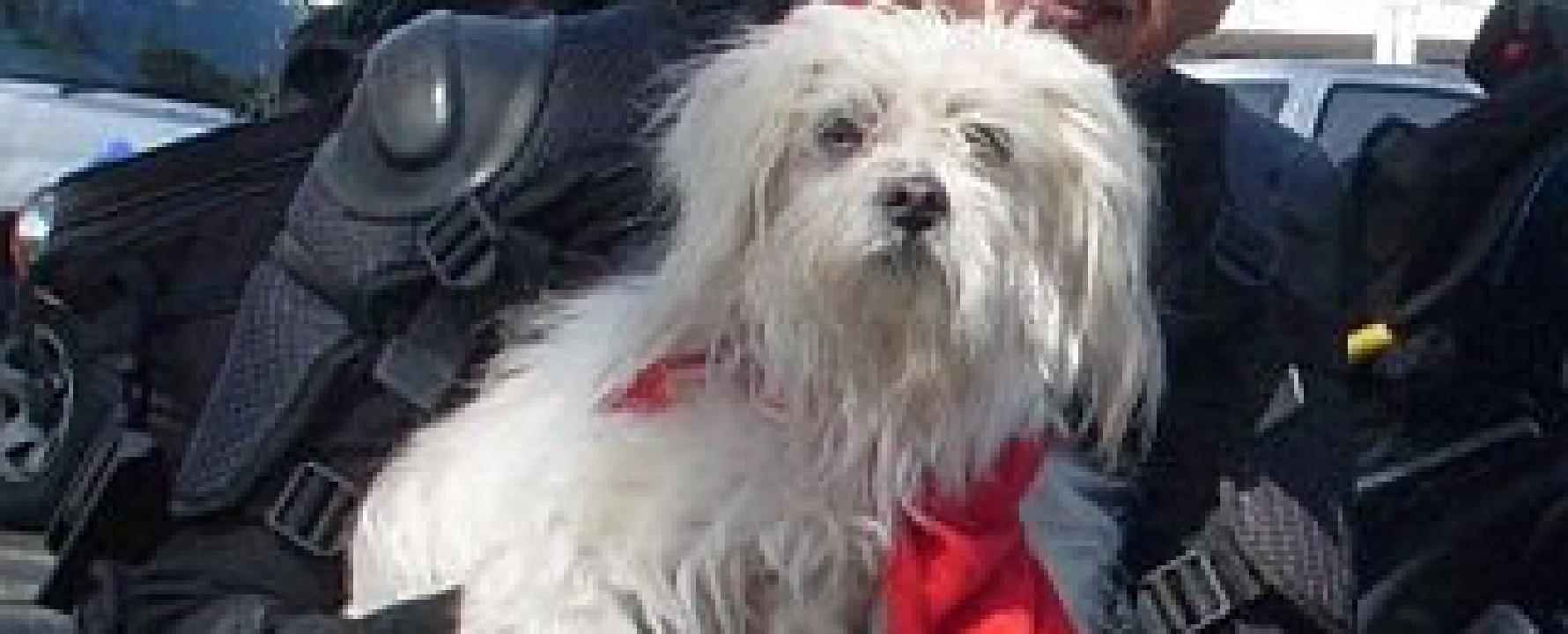 Conciertos de Raul Abella en ORLEANS 2025 Entradas Wegow