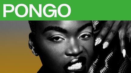 Pongo