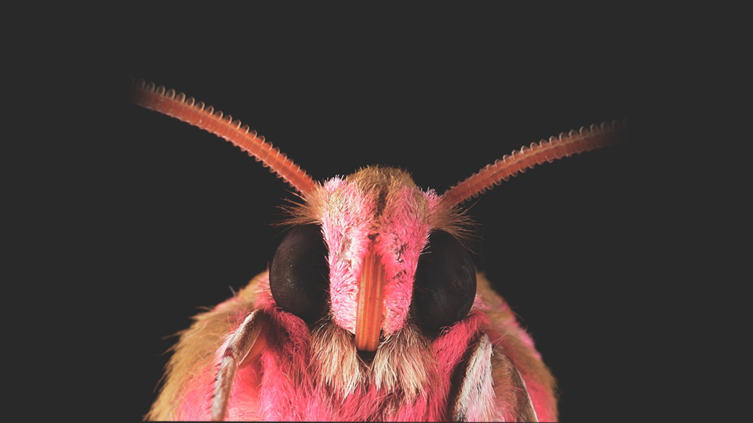 Fotografía promocional de Concierto de Barsinë en El Perro Madrid