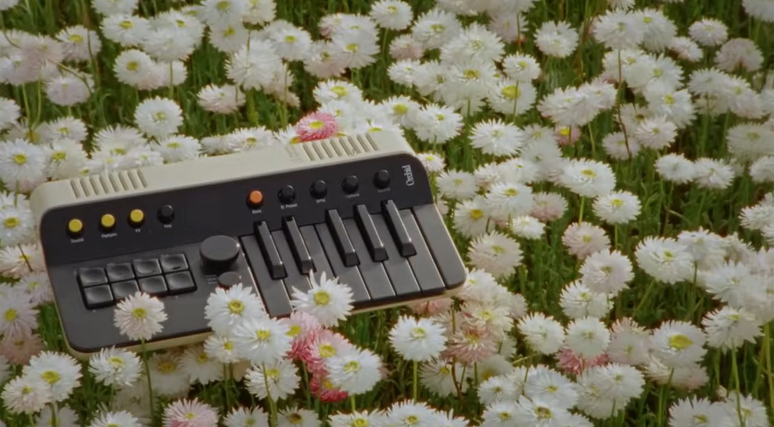 orchid kevin parker