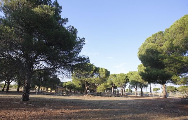 Imagen de Antigua Hípica - Pinar de Antequera