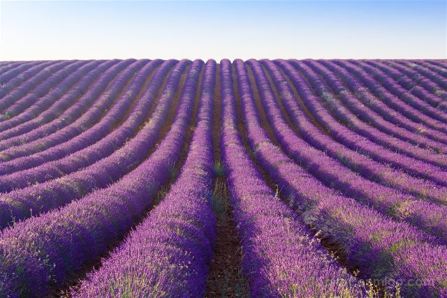 Imagen de Campo de Lavanda de Brihuega