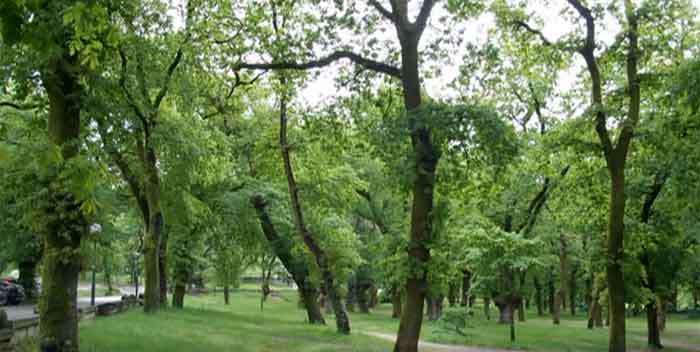 Imagen de Carballeira de Caldas de Reis