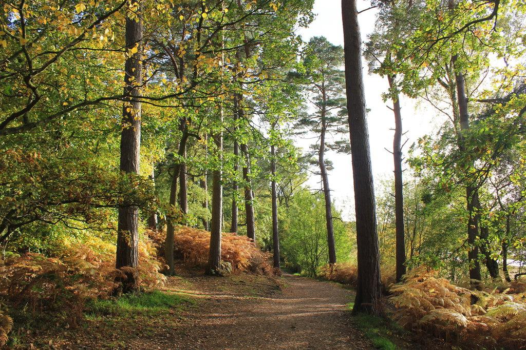 Bild von Delamere Forest