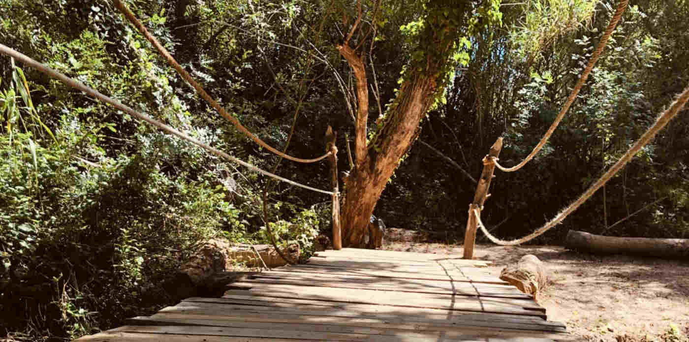 Imagen de El Bosque Sonoro