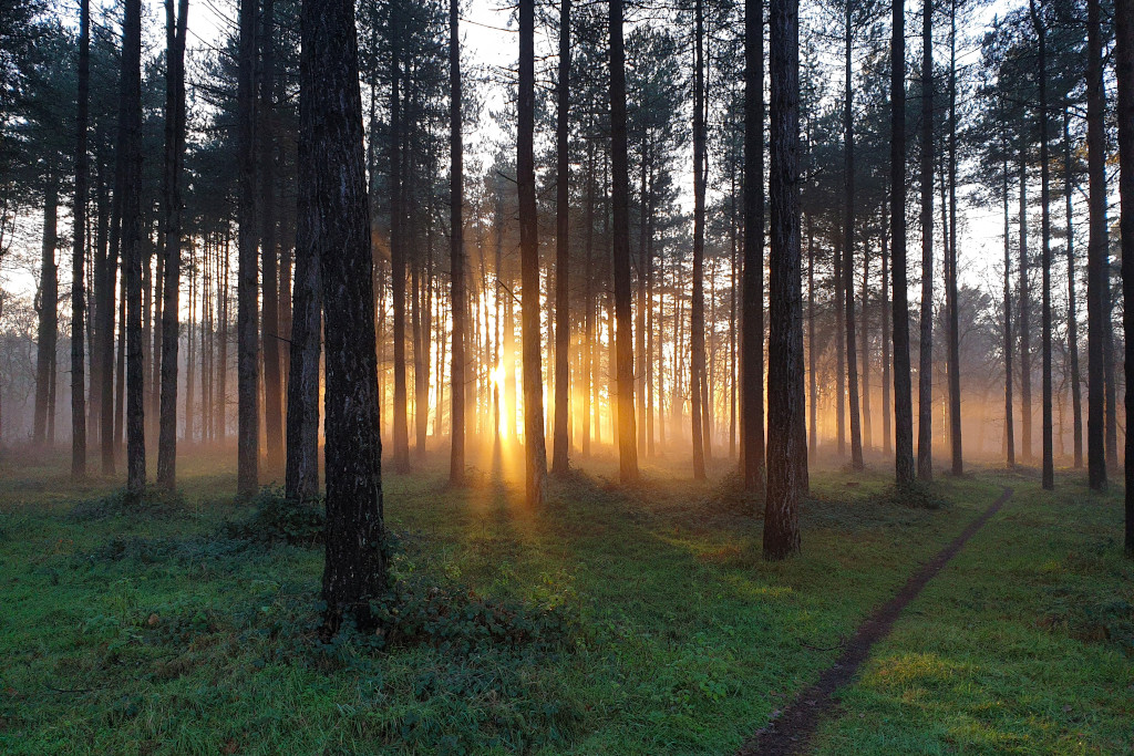Image of Thetford Forest